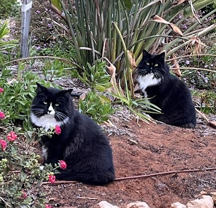 Tux and Sox, doing what they do best... not much Tux and Sox
